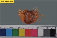 藏品(短指和尚蟹)的圖片